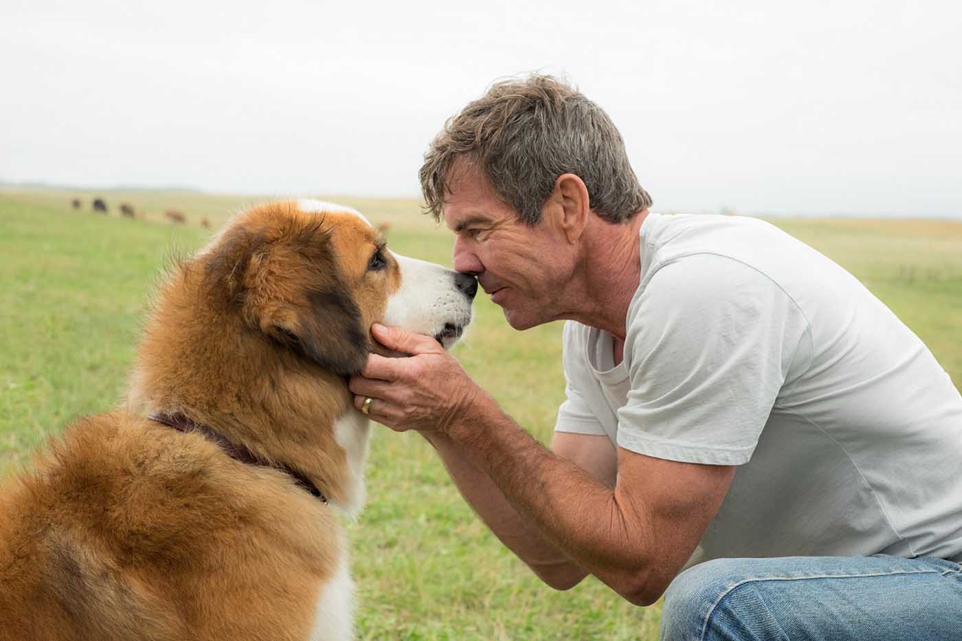 Crítica Tu mejor amigo