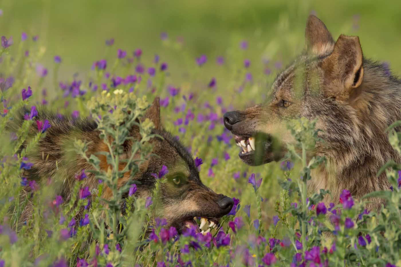 Crítica Barbacana, la huella del lobo
