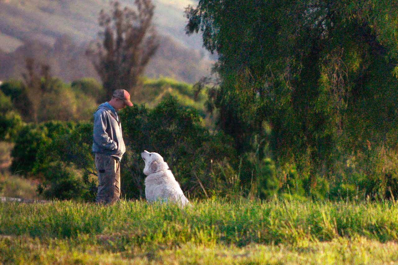 Crítica Mi gran pequeña granja